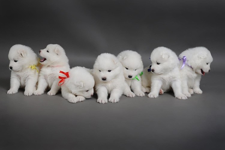 Японский самоед