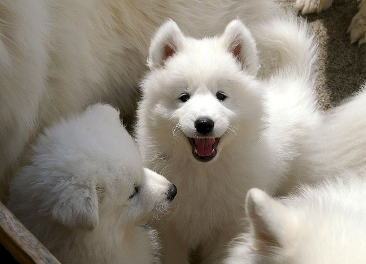 Белая лайка самоед