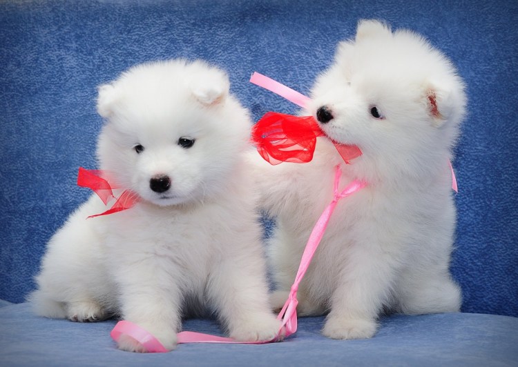 Белая лайка самоед