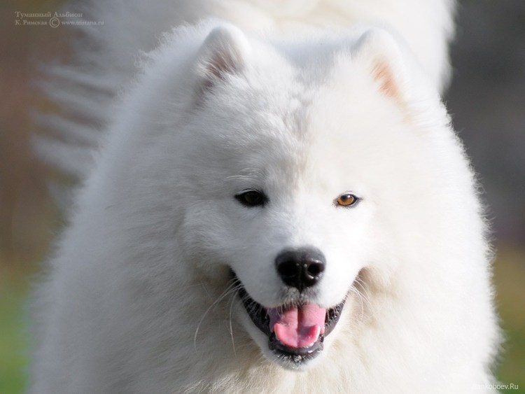 Щенки самоед щенки самоеда щенки