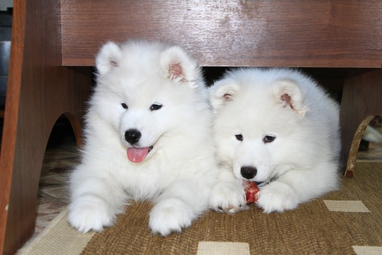 Арктический шпиц