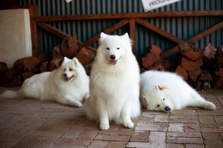 Лайка самоед