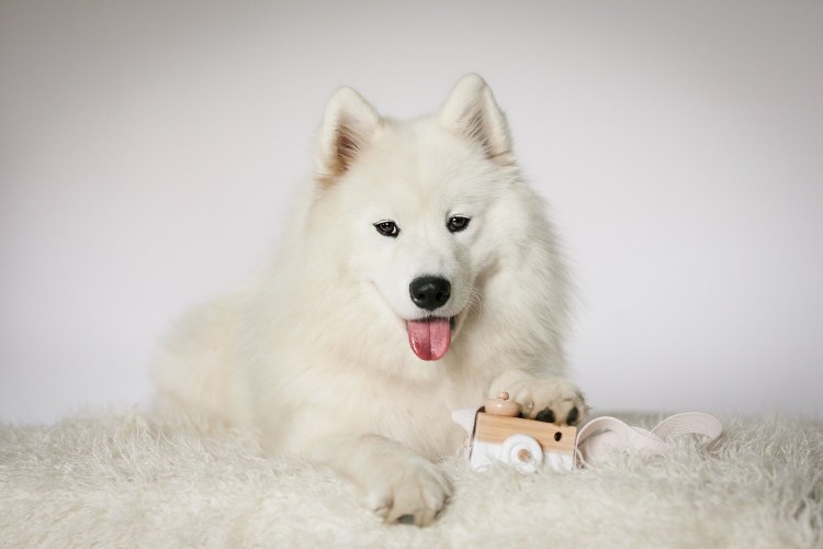 Самоед щенок