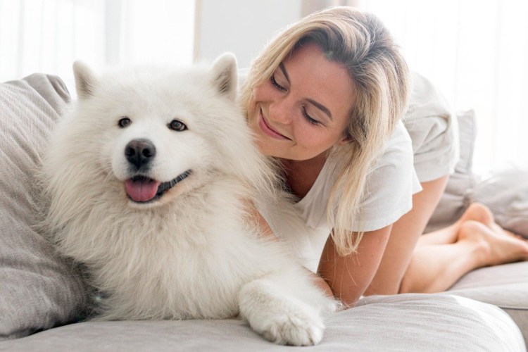 Лайка самоед