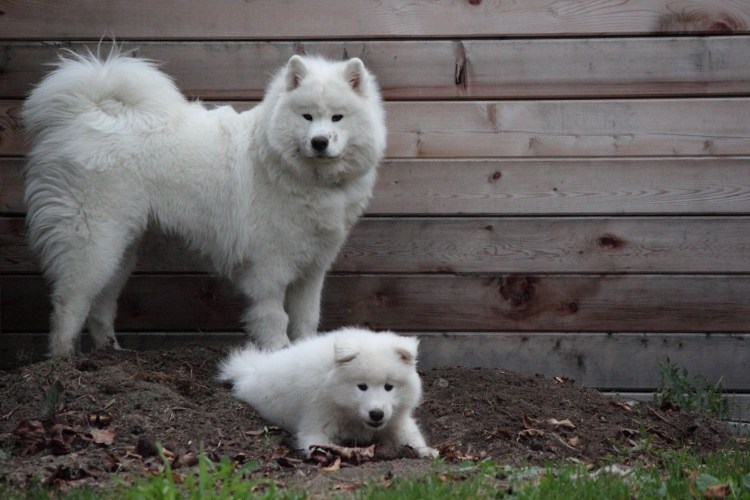 Арктический шпиц самоед