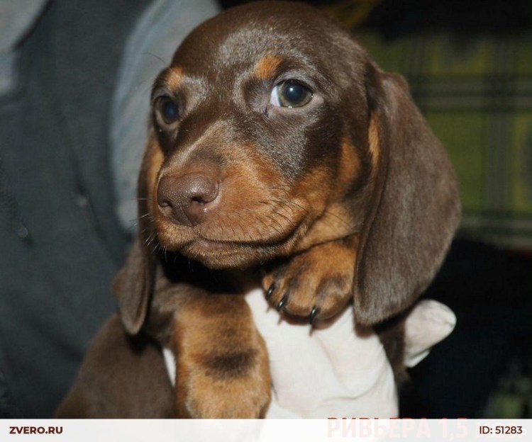 Шоколадная такса кроличья/карликовая