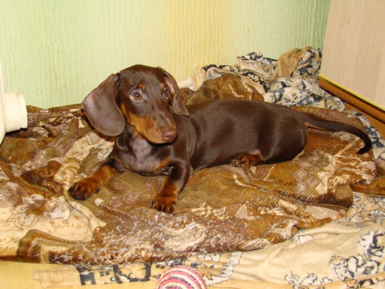 Такса шоколадно подпалая