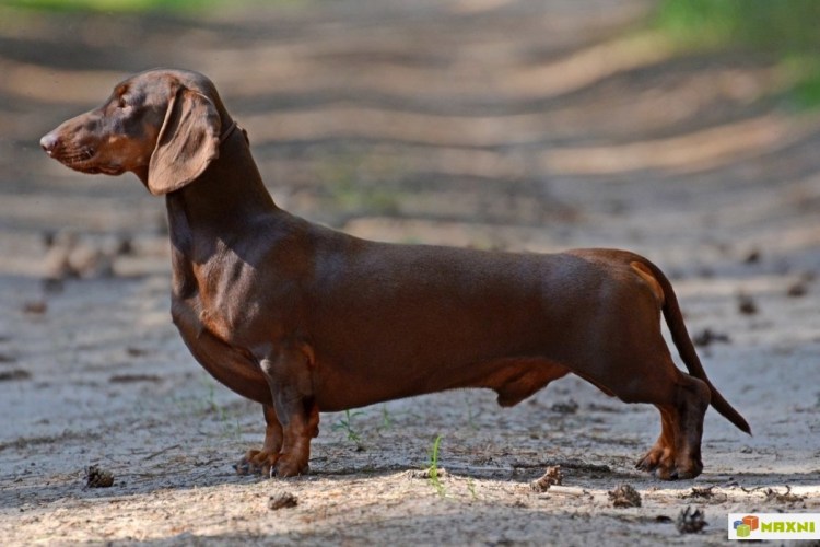 Кроличья такса шоколадная