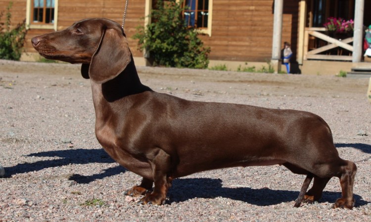 Тигровая такса