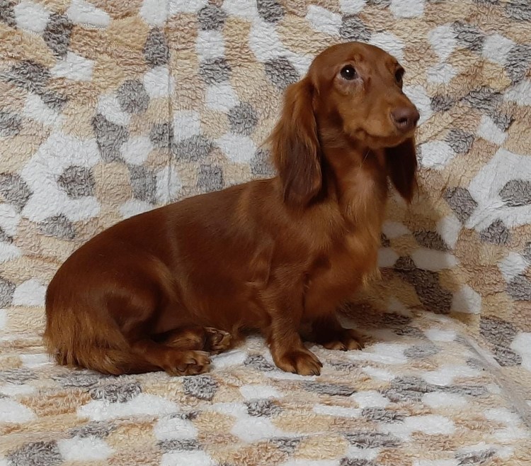 Золотая такса длинношерстная