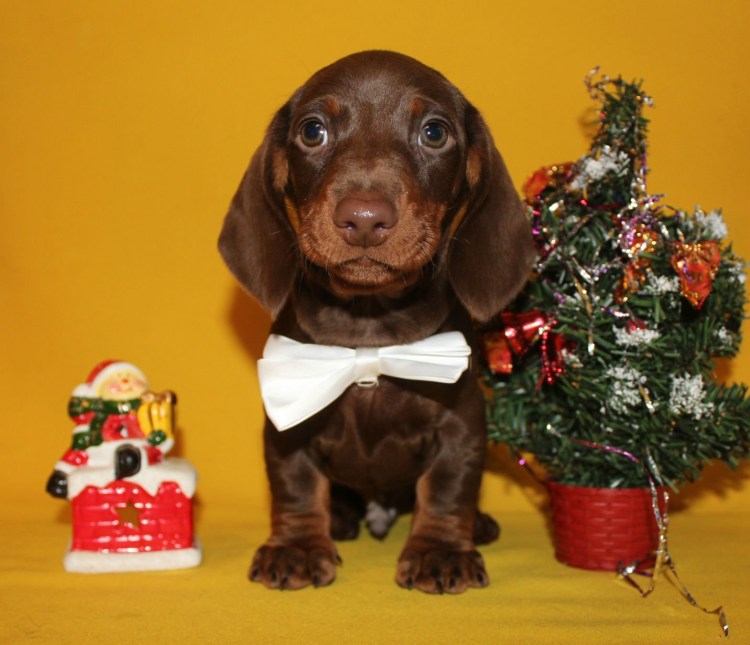 Кроличья такса шоколадная