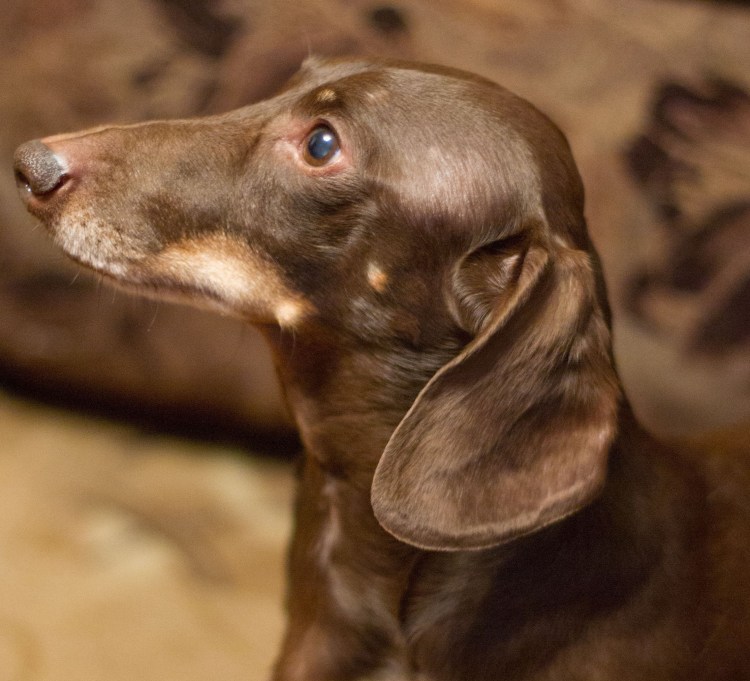 Такса шоколадного окраса