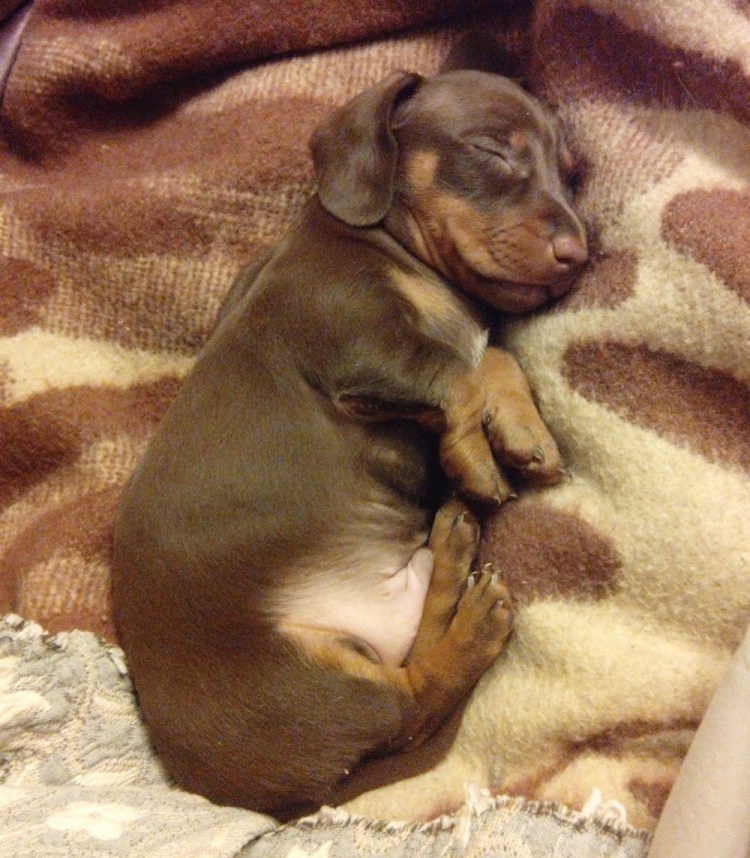 Такса шоколадного окраса