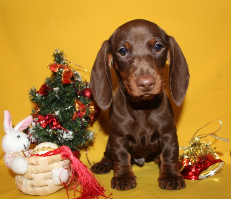 Такса гладкошерстная шоколадная