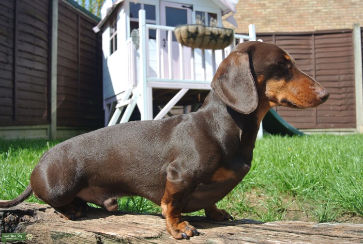 Гладкошерстная американская карликовая такса