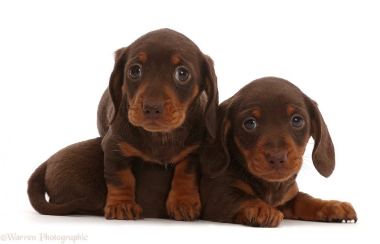 Красивая такса щенок розовая