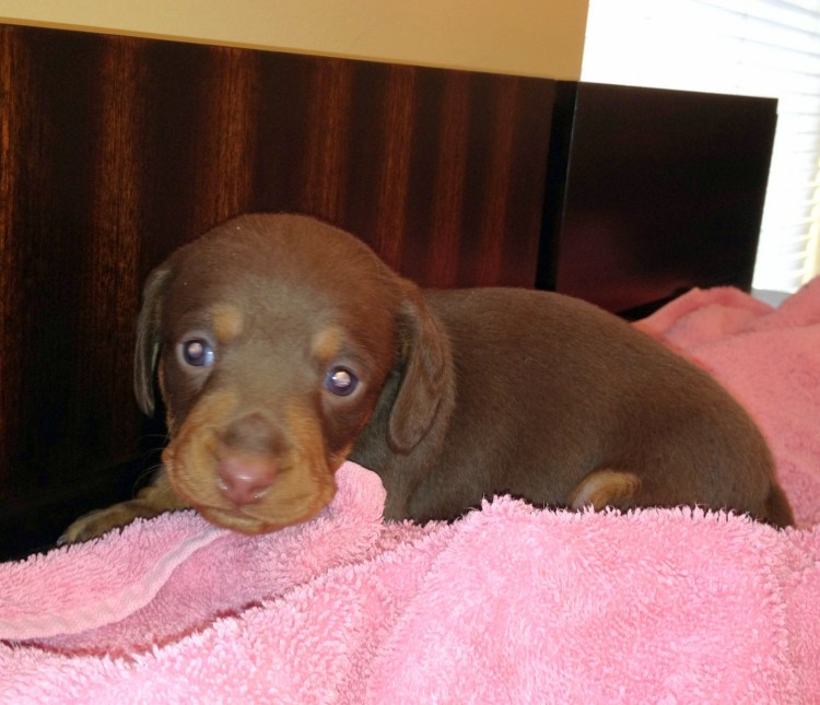 Такса порода собак