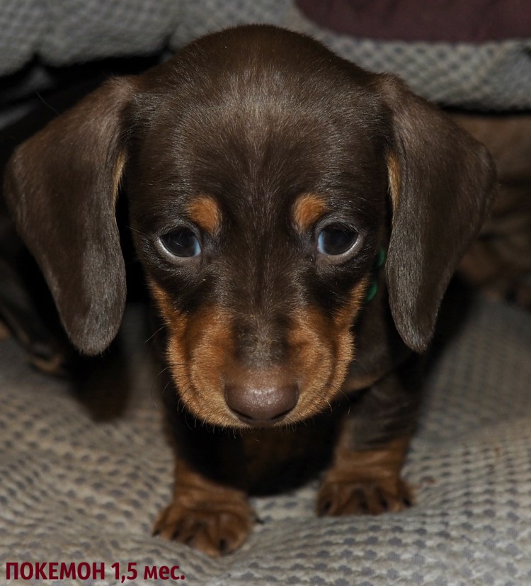 Щенки кроличьей таксы