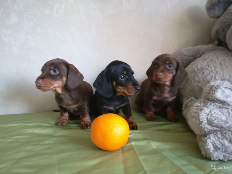 Такса собака коричнево подпалый