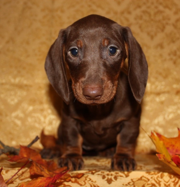 Такса карликовая гладкошерстная