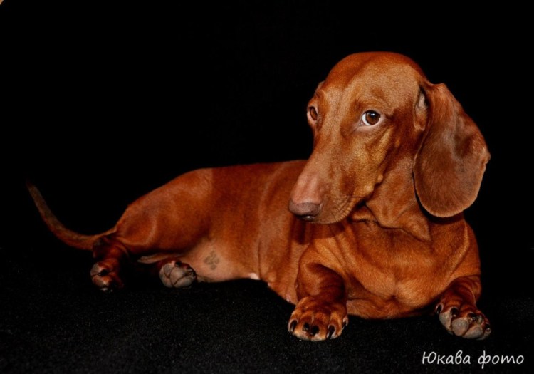 Такса кроличья гладкошерстная