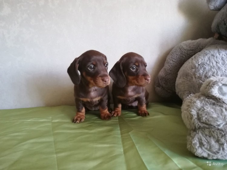Щенки шоколадной таксы