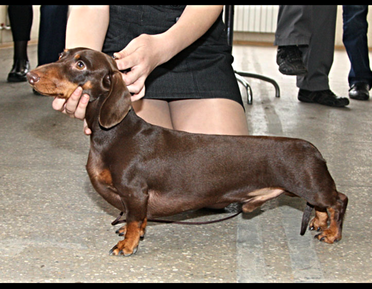 Коричнево подпалая кроличья такса