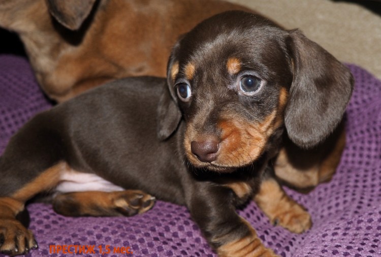 Такса шоколадного окраса