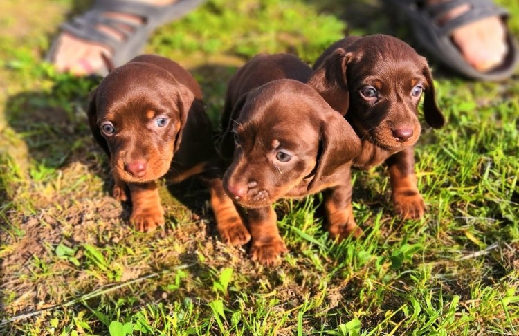 Шоколадная такса карликовая