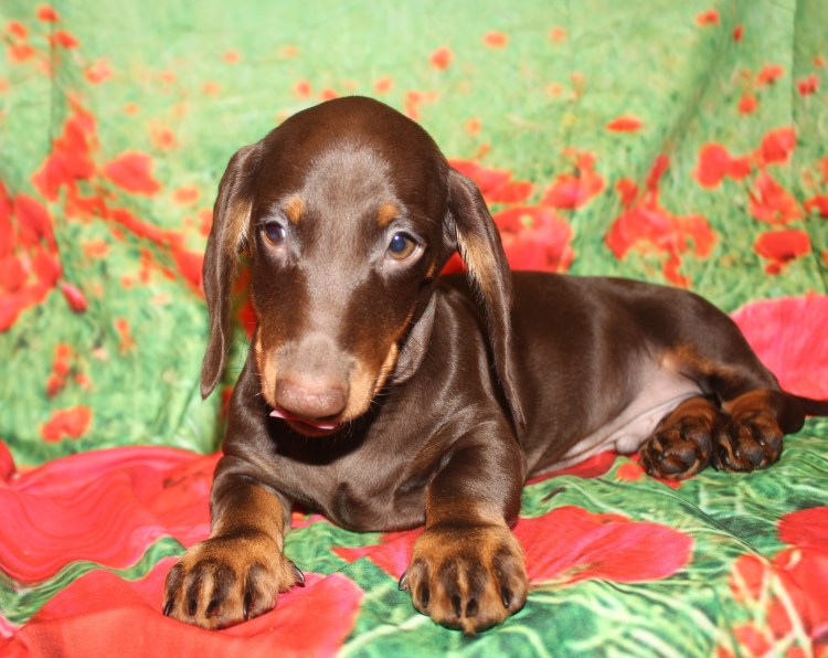 Коричнево подпалая такса