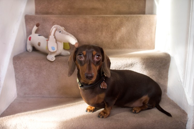 Такса шоколадного окраса