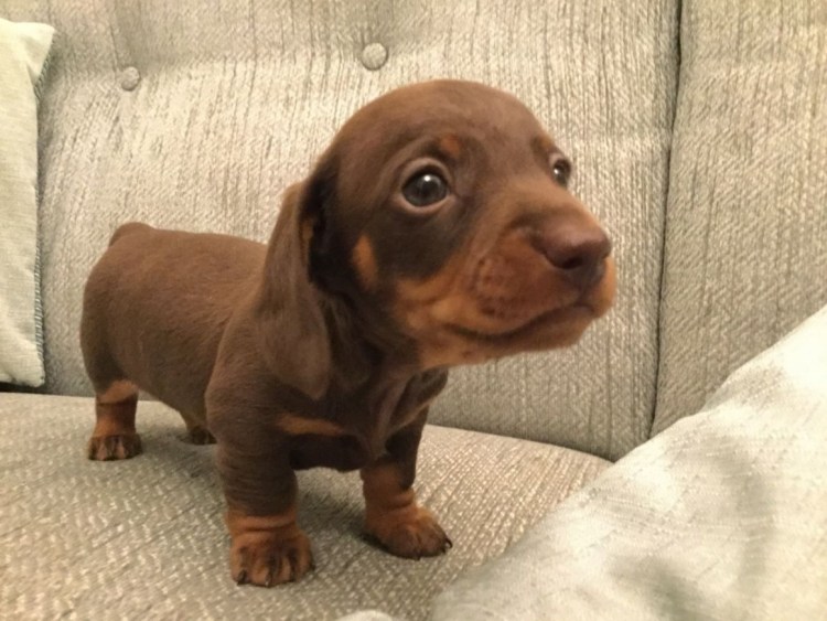 Такса коричневая маленькая