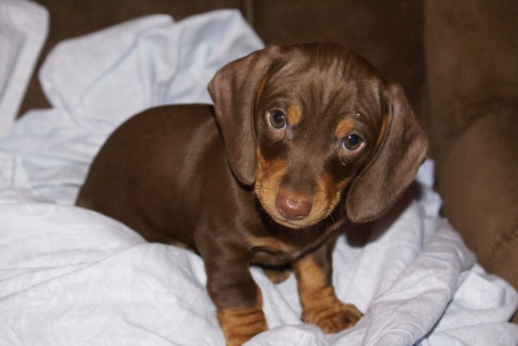 Щенки таксы