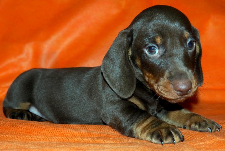 Щенки гладкошерстной таксы