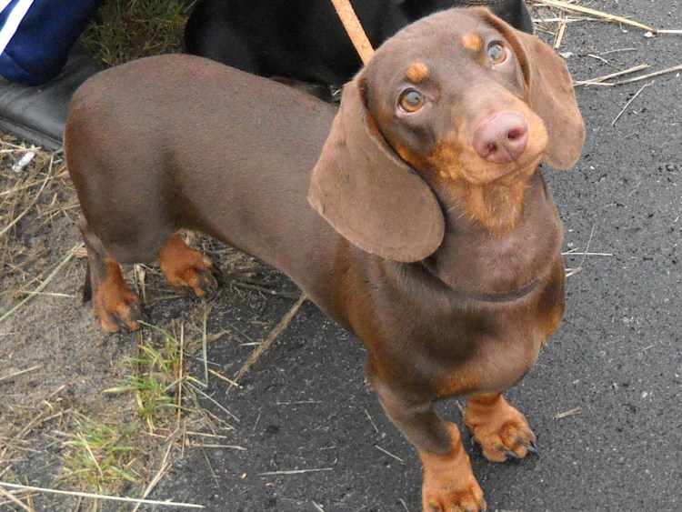 Кроличья такса коричневая