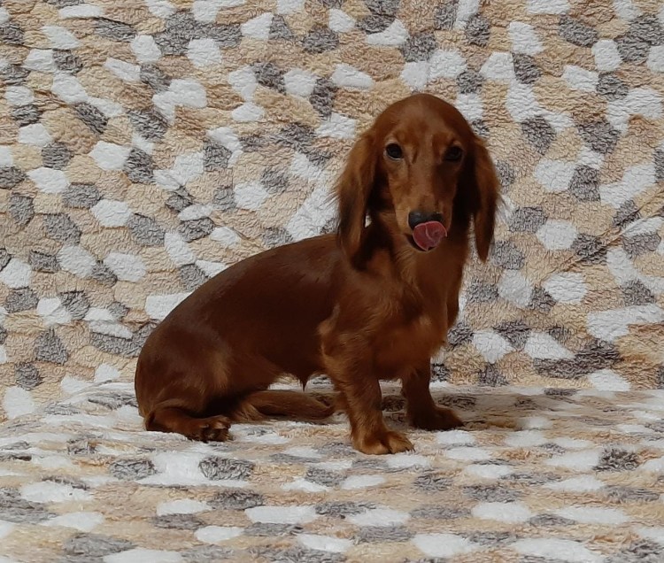 Кроличья такса коричневая