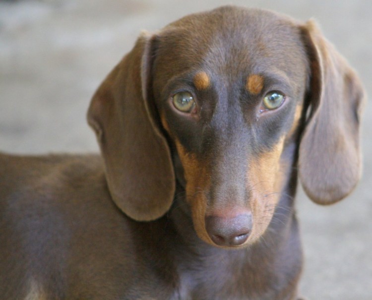 Шоколадно-коричневая такса