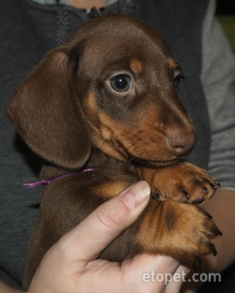 Кроличья такса