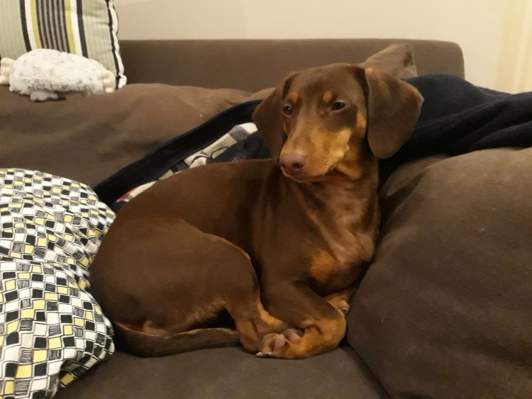 Такса стандартная шоколадно подпалая