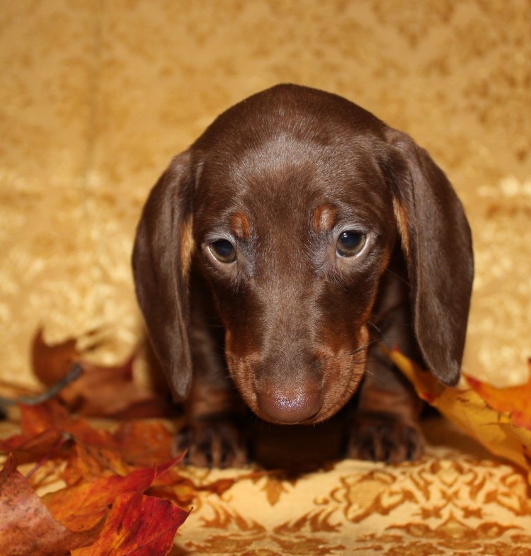 Кроличья такса гладкошерстная мраморная