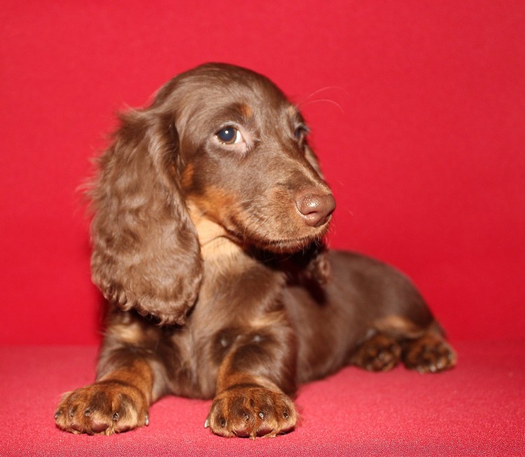 Кроличья такса метис