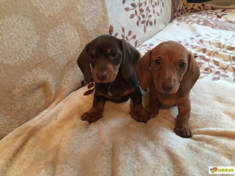 Такса stylish Chocolate