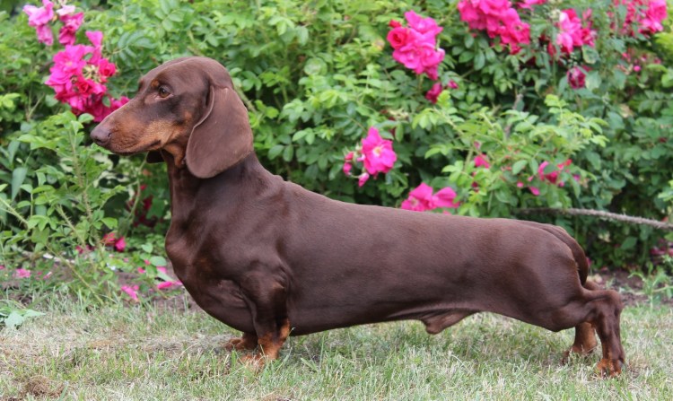 Карликовая такса шоколадного окраса