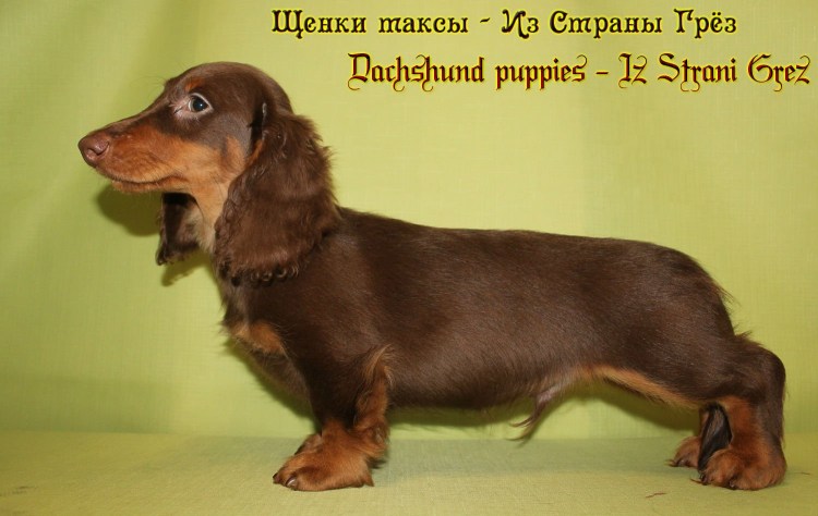 Длинношерстная такса шоколадного окраса