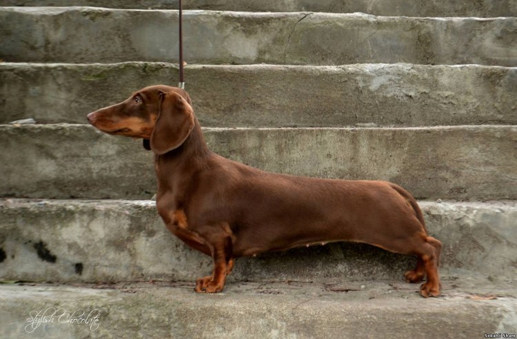 Такса шоколадного окраса