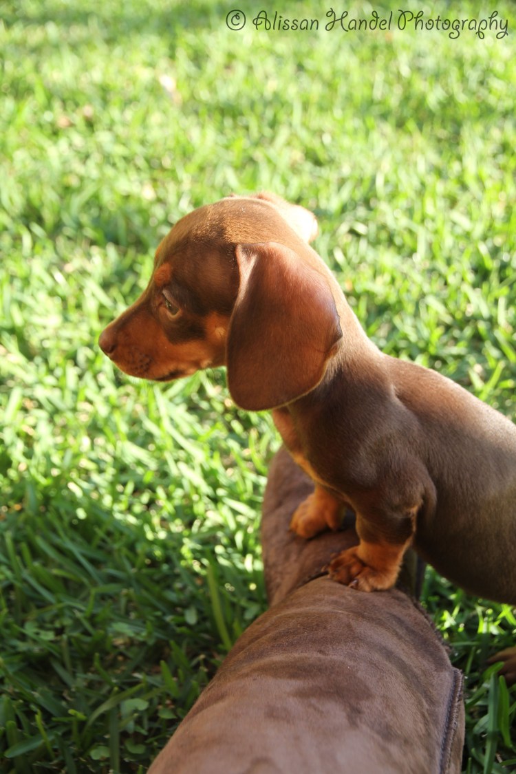 Карликовая кроличья такса