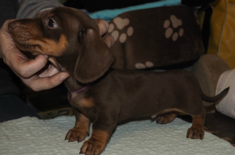 Такса щенок мини