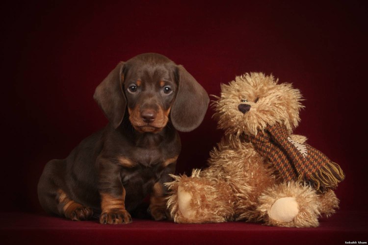 Шоколадный миник такса длинник