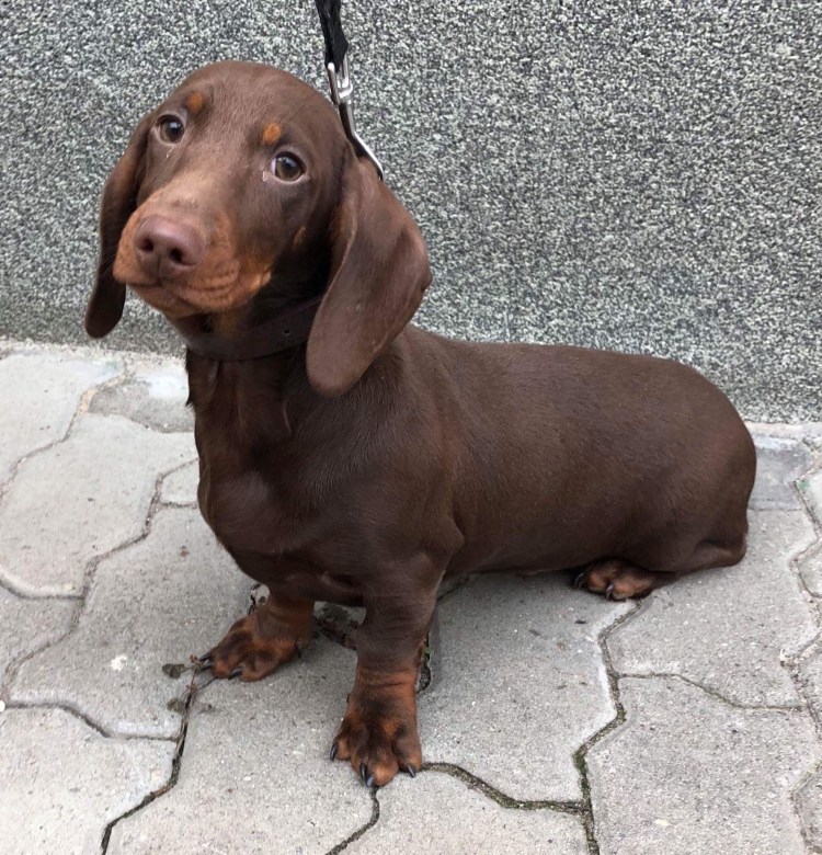 Карликовая такса