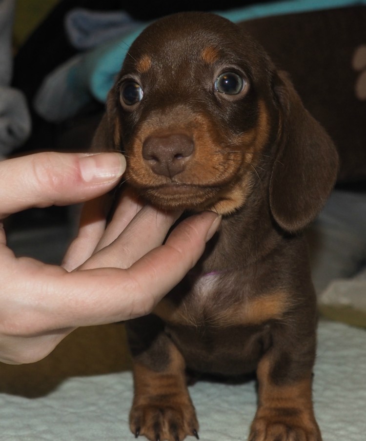 Такса щенок мини